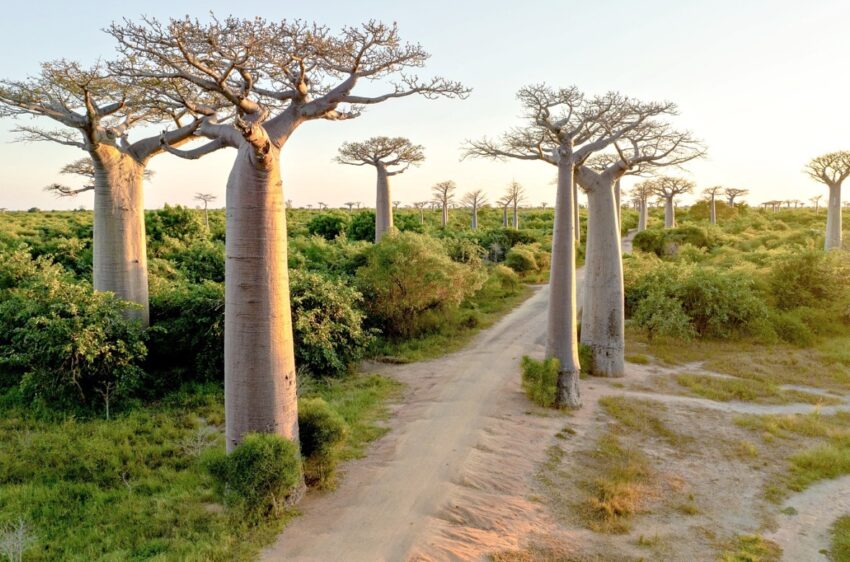 Madagascar Hero Image 1