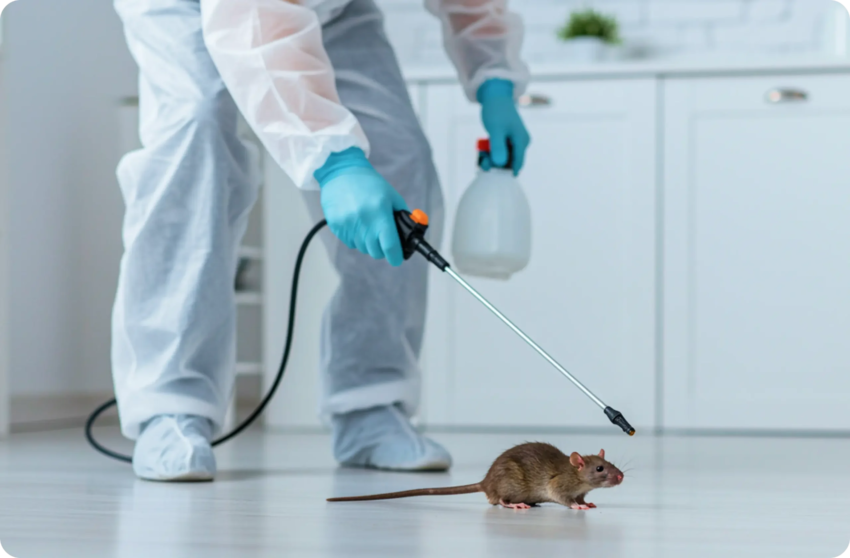 Rodent Control Near Me