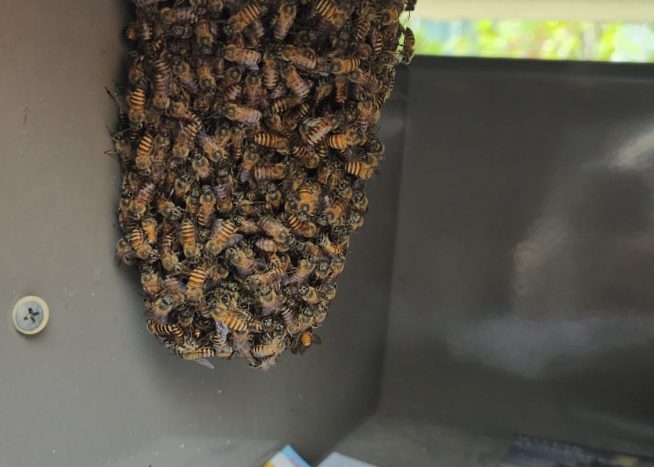 WhatsApp Image 2024 06 20 at 19.25.03 654x467 1