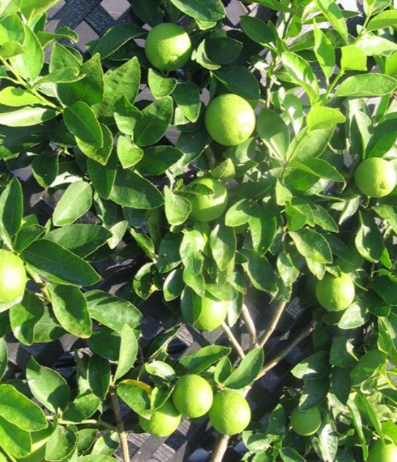 Screenshot 2026 02 27 100434