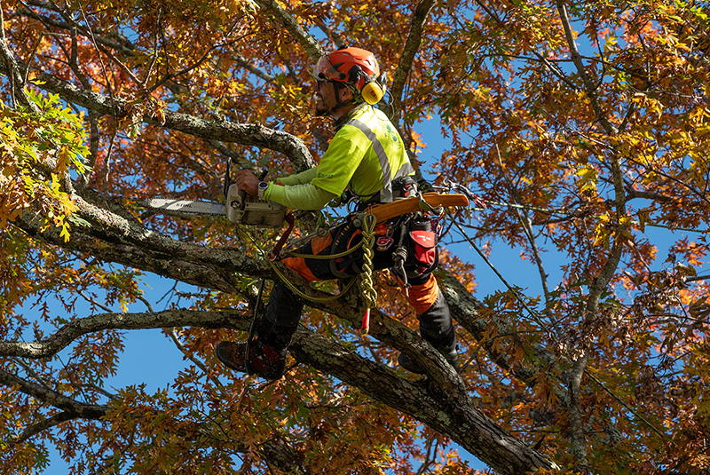 Insured and safe tree removal service