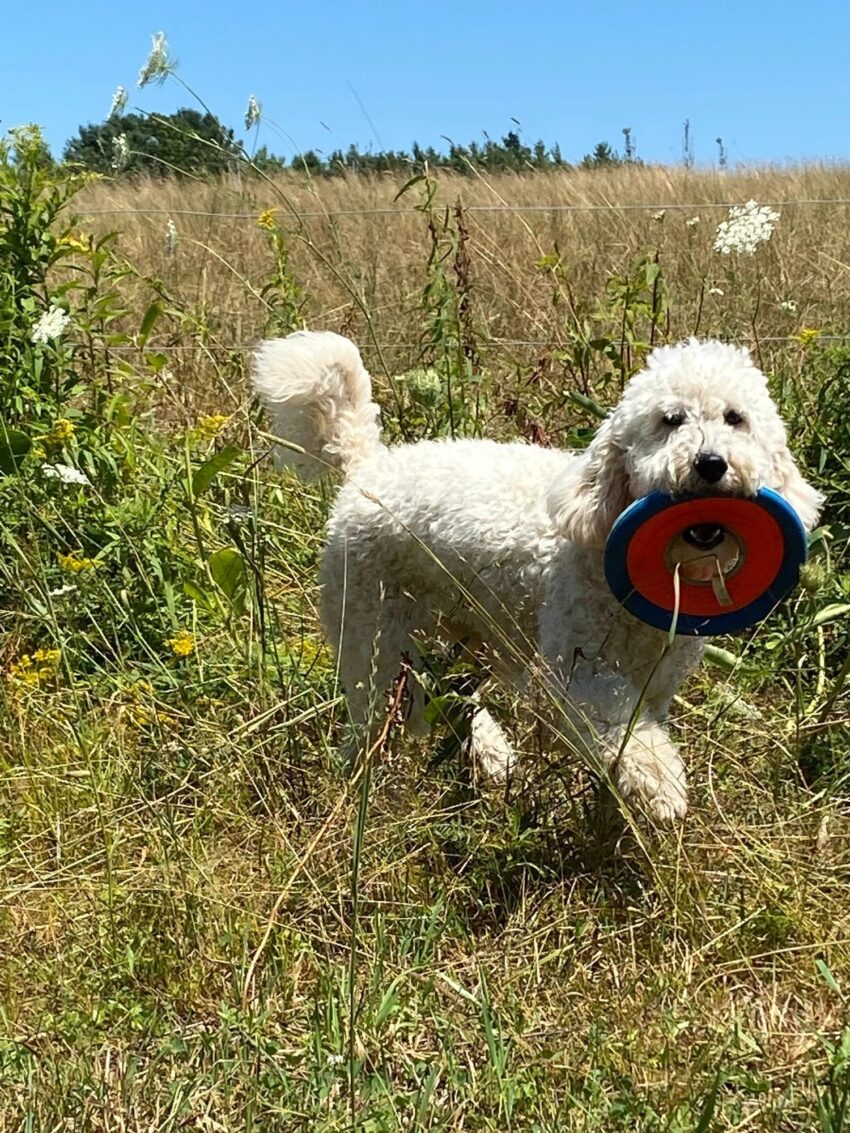 companion dog autism