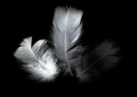 Black and White Feather Photographys