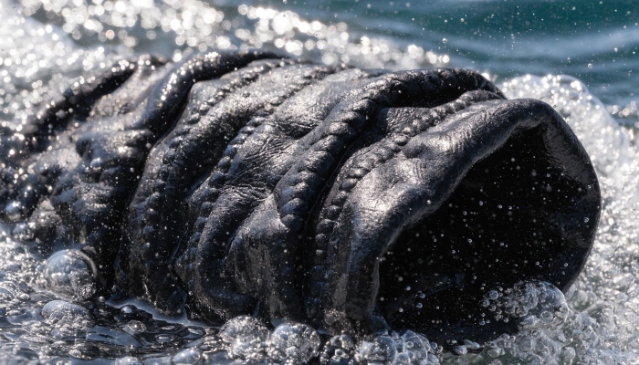 neoprene rubber