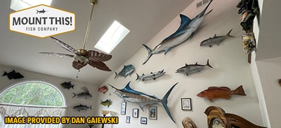 mt fish mount display dan min1810