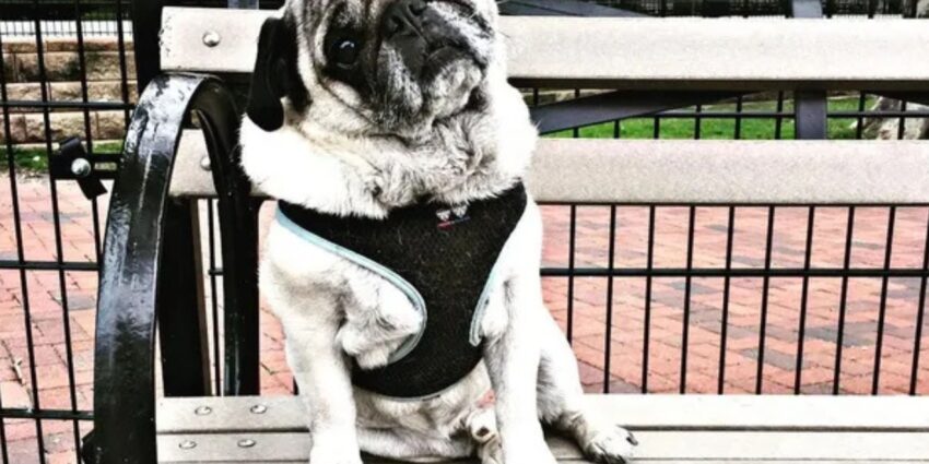 Signs Your Pup is Ready for One on One Dog Sitting in Weehawken NJ