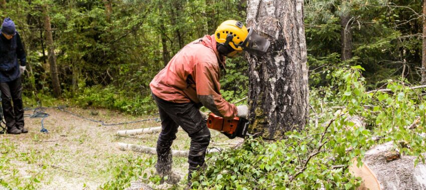 Terrific Trees Service Melbourne