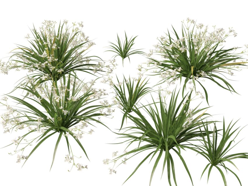imgi 201 Libertia paniculata 01 7