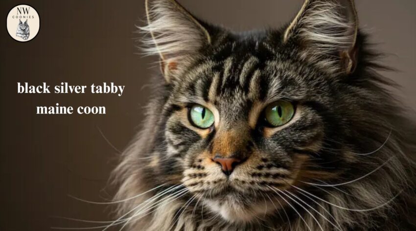 black silver tabby maine coon