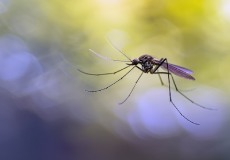 Anti insect Net Manufacturers
