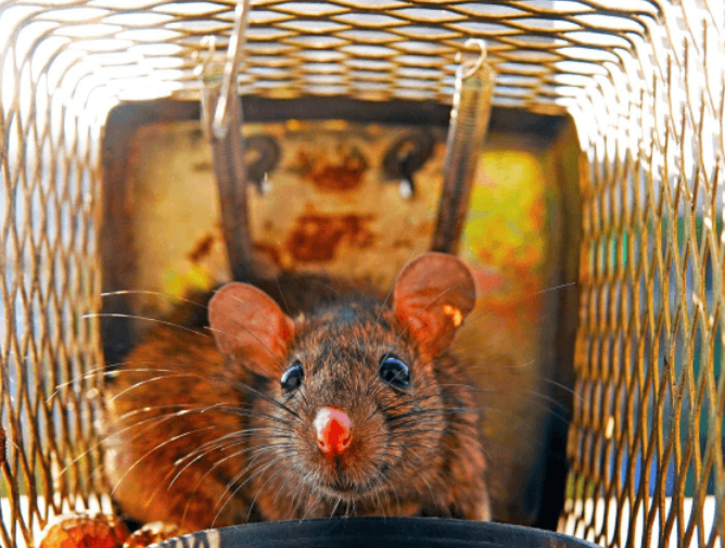 ratperth1