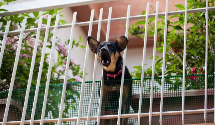 why dogs bark at other dogs