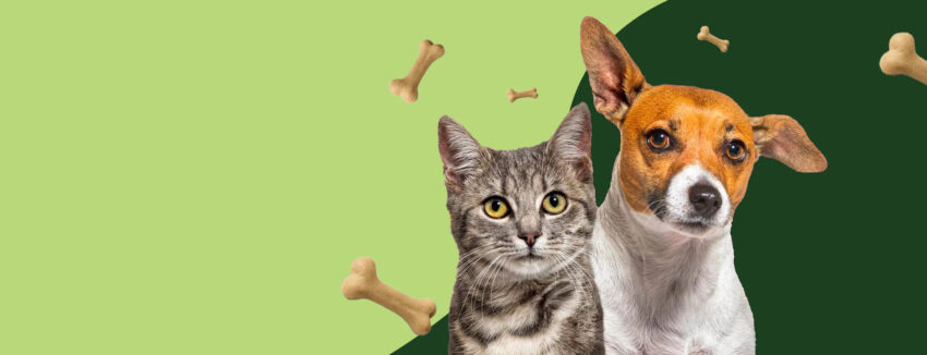 pawzation slide 1 e7e2825d b0cc 4a66 95c4 59756db7435b