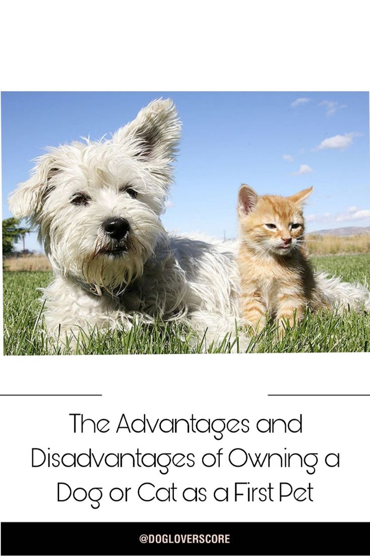 Advantages of Owning a Dog