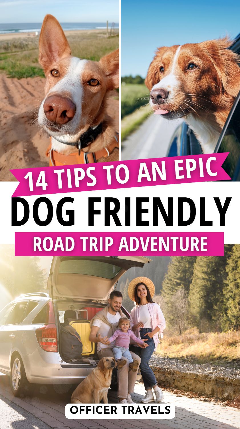 Pet friendly travel with dogs