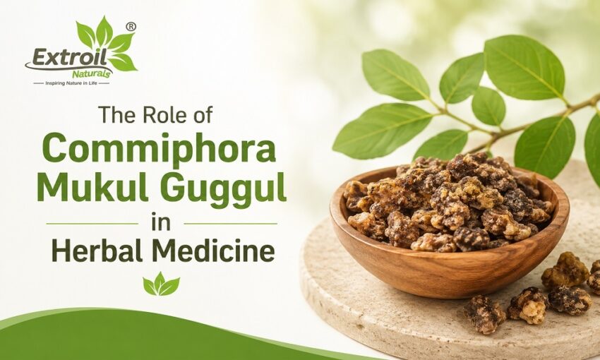 The Role of Commiphora Mukul Guggul in Herbal Medicine