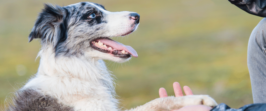 easy tricks to teach your dog