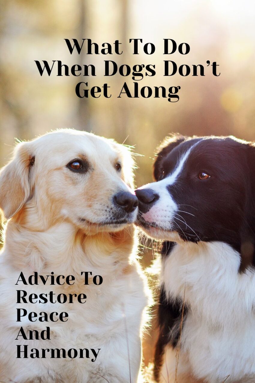 Helping pets get along 1