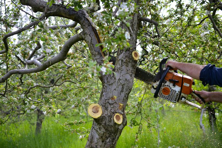 tree trimming service in Cherokee County GA