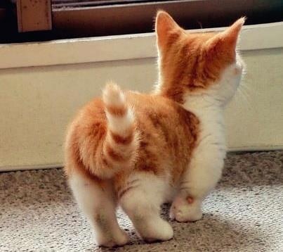 Cat tail wag