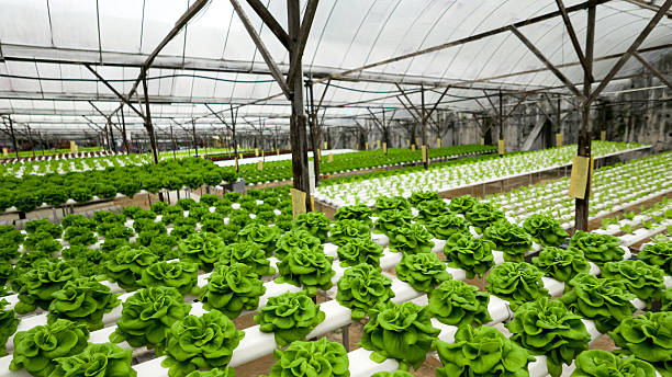 Hydroponics
