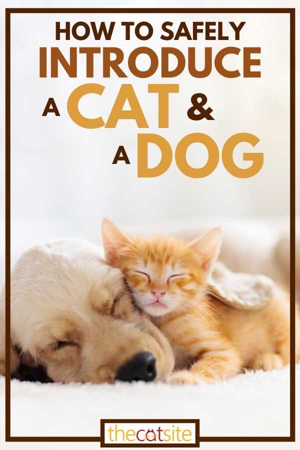 how to introduce dogs and cats 1