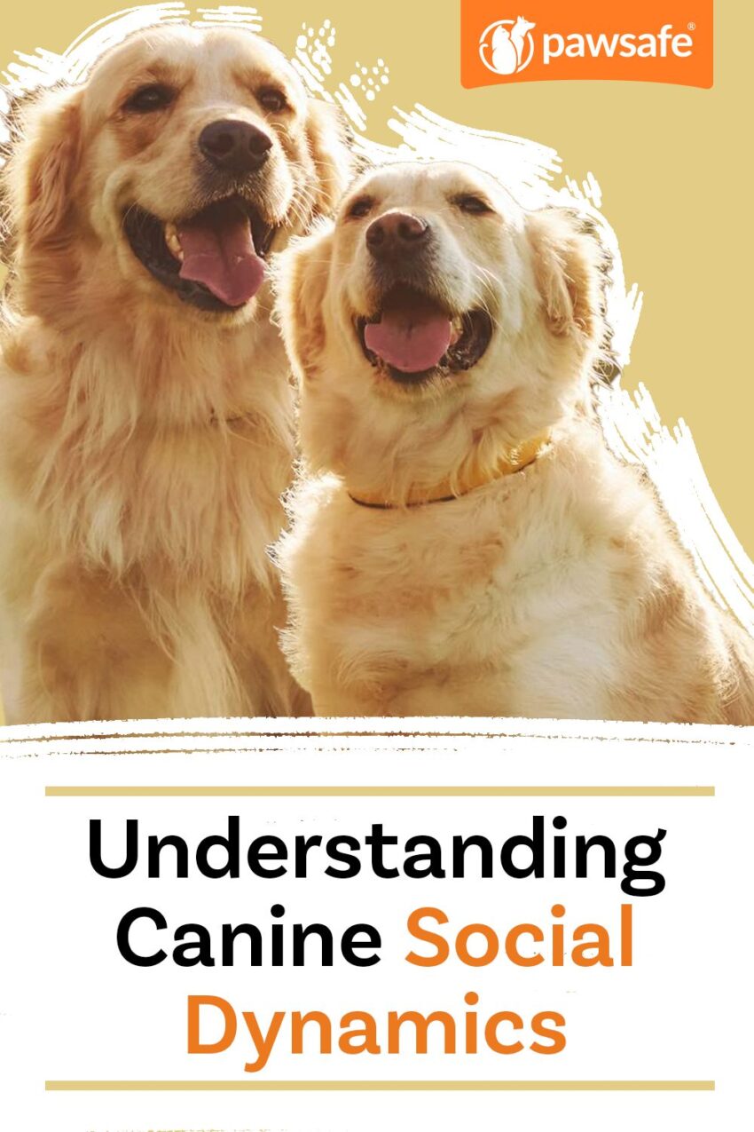 Canine Social Behavior 2