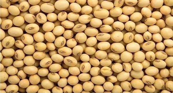 Soybean Price Trend
