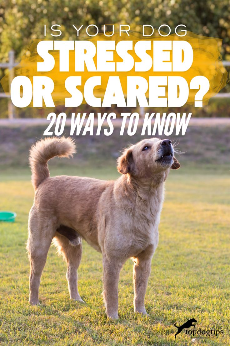 Symptoms of Stress in Dogs