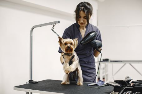 dryin process small dog sits table dog drying by professional