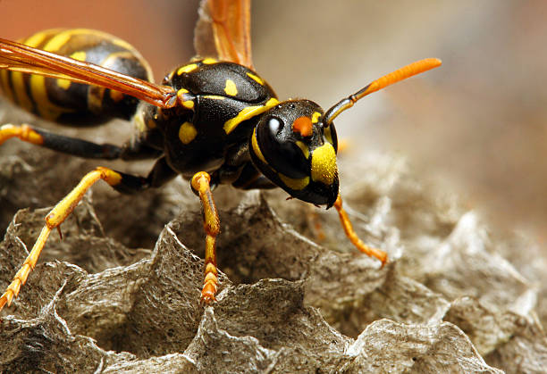 wasp