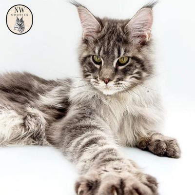 tabby maine coon kittens for sale 30 june