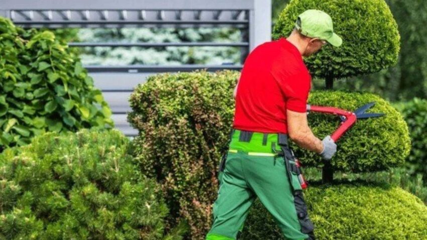 Why Local Soil Makes Shrub Care Tricky On The Island