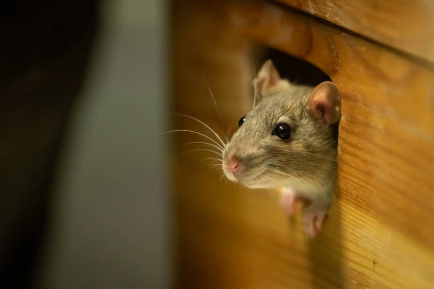 rats