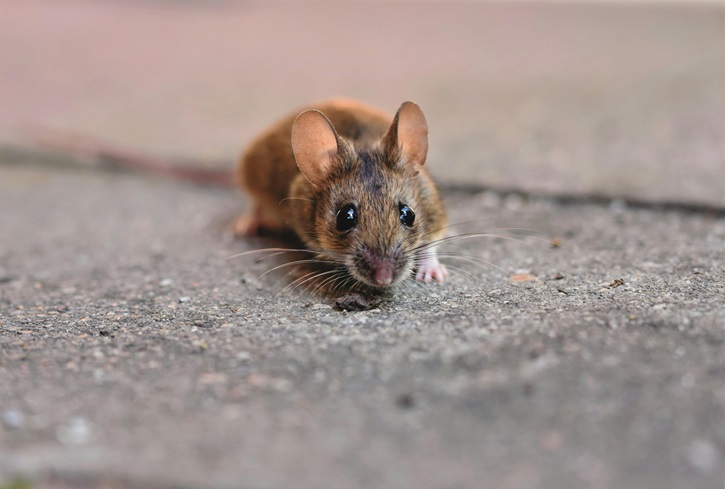 rat