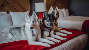 Best pet friendly lodge with firepit in the Adirondacks NY