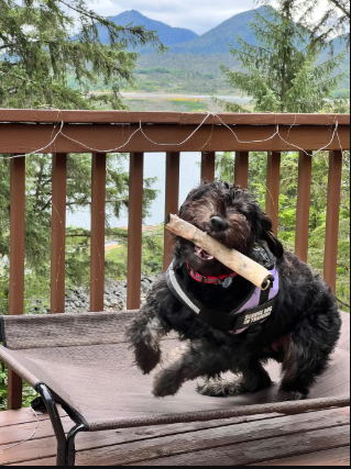 rawhide stick