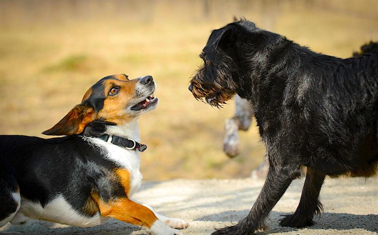 canine social behavior