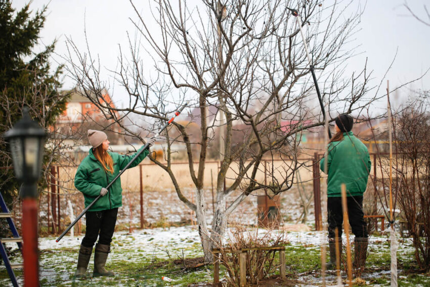 tree triming 1