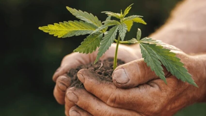 Top Benefits Of Using Coco Coir Substrate For Soilless Growing