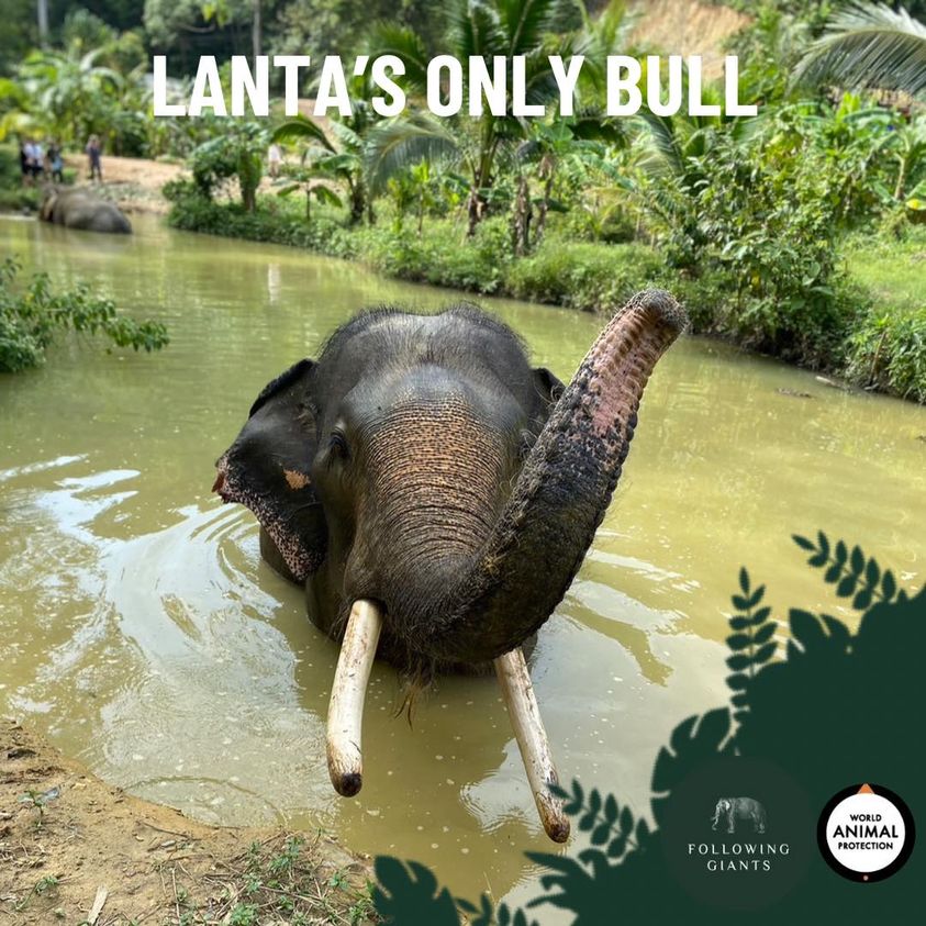 Attraction Koh Lanta Elephant Sanctuary