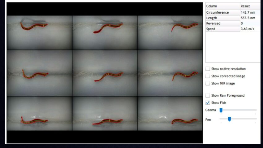 Best Fish Imaging Equipment Is Your Current Setup Missing Fish You Need to Count