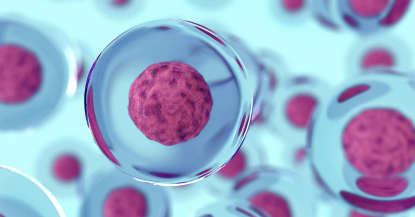 How long has Stem Cells Therapy been used