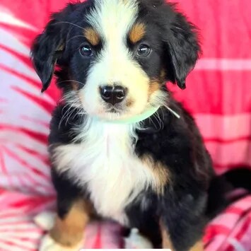 Great Bernese Puppies Southern CA