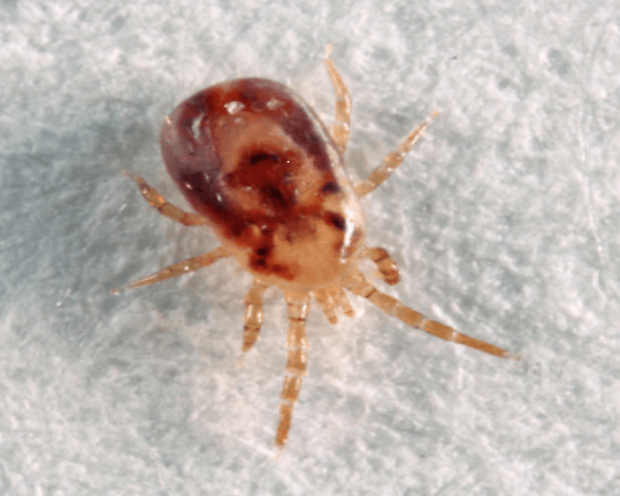 bird mite