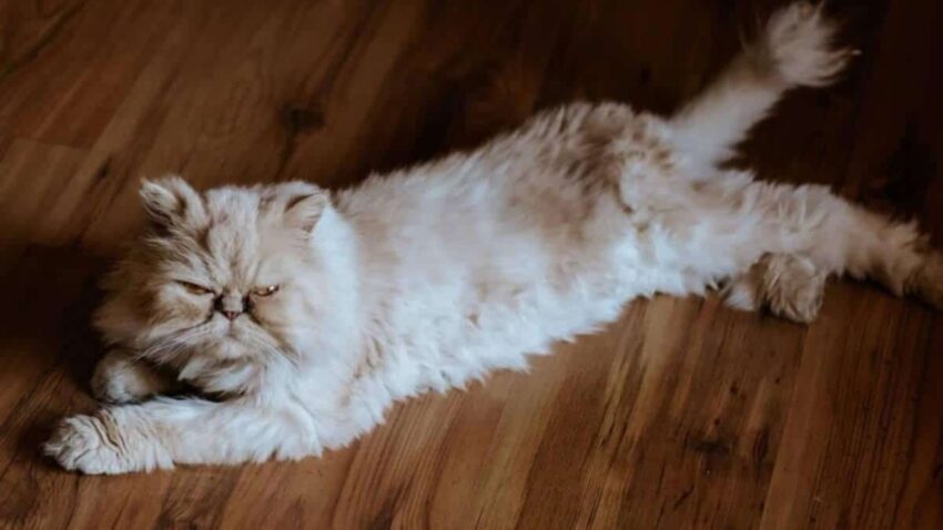When Persian Kittens For Sale Look Similar Details Set Them Apart