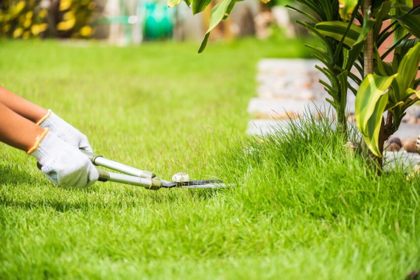 Difference between lawn care services and lawn maintenance