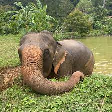 Half Day Ethical Elephant Sanctuary