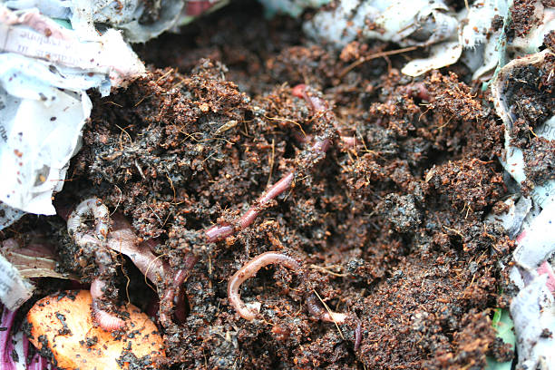 Worms From Castings