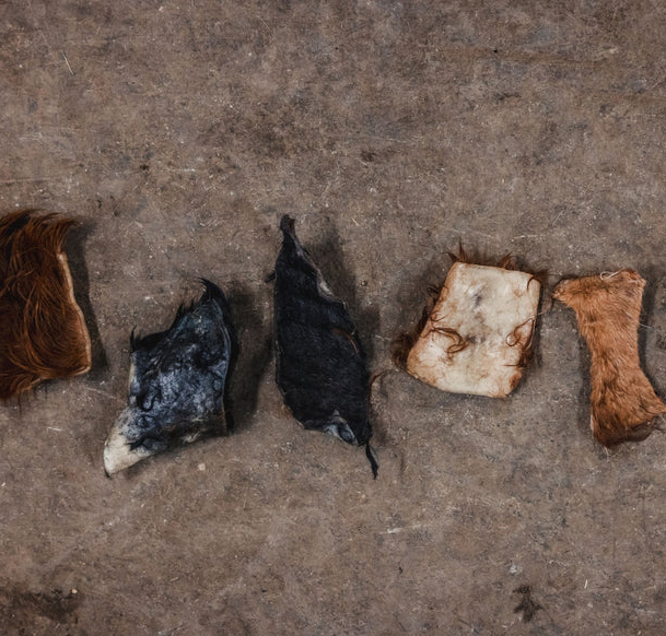Long Lasting Dog Chews for Large Dogs